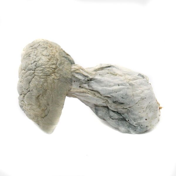 ALBINO LEUCISTIC BURMA ~ MAGIC MUSHROOMS