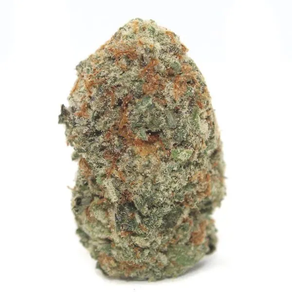 RAINBOW GUSHER ~ AAAA