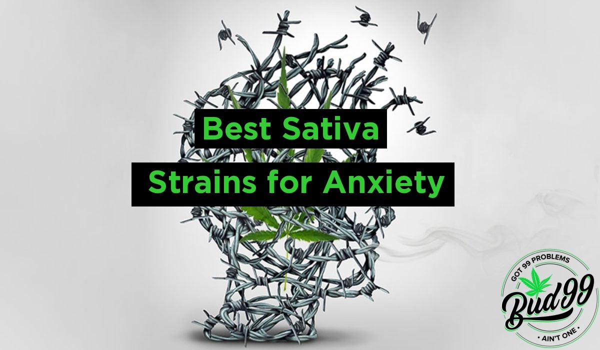 Buy Best Sativa Strains in Canada
