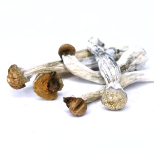 Buy Magic Mushrooms Canada