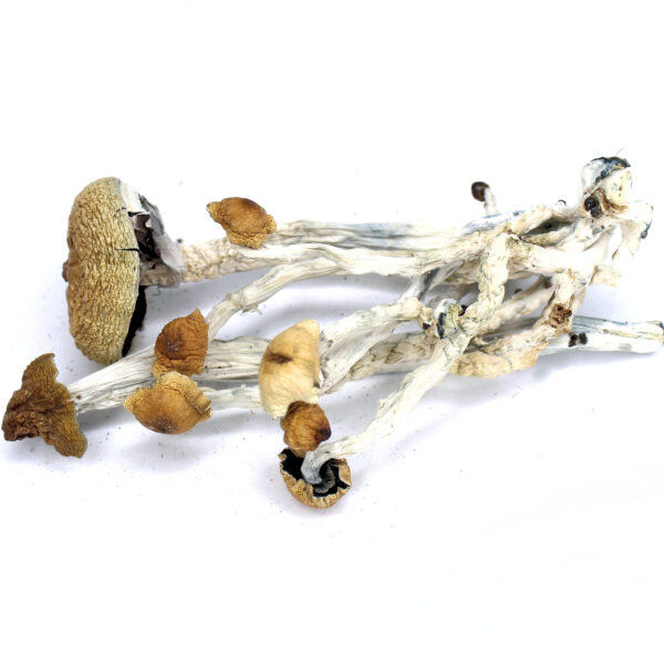 Buy Magic Mushrooms Canada