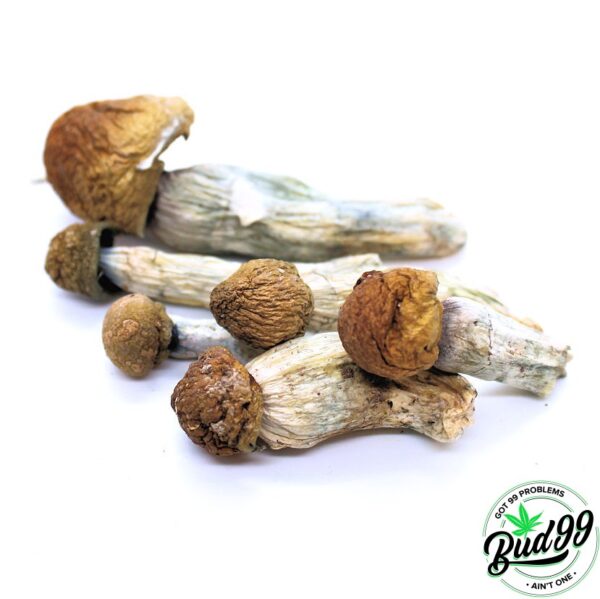 Buy Magic Mushrooms Canada