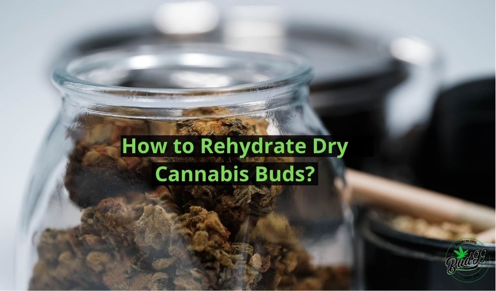 How to Rehydrate Dry Cannabis Buds
