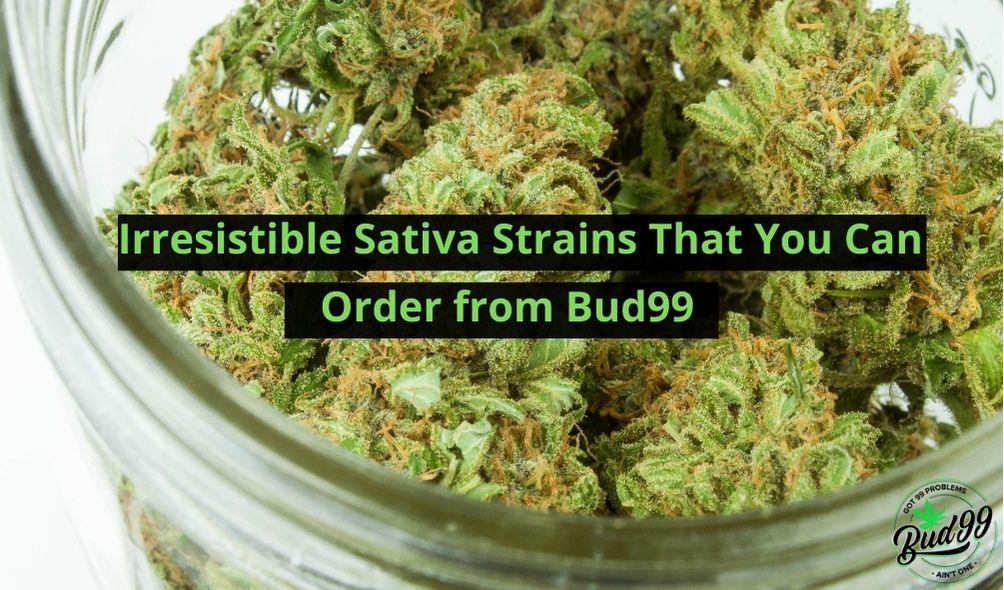 Irresistible Sativa Strains That You Can Order from Bud99