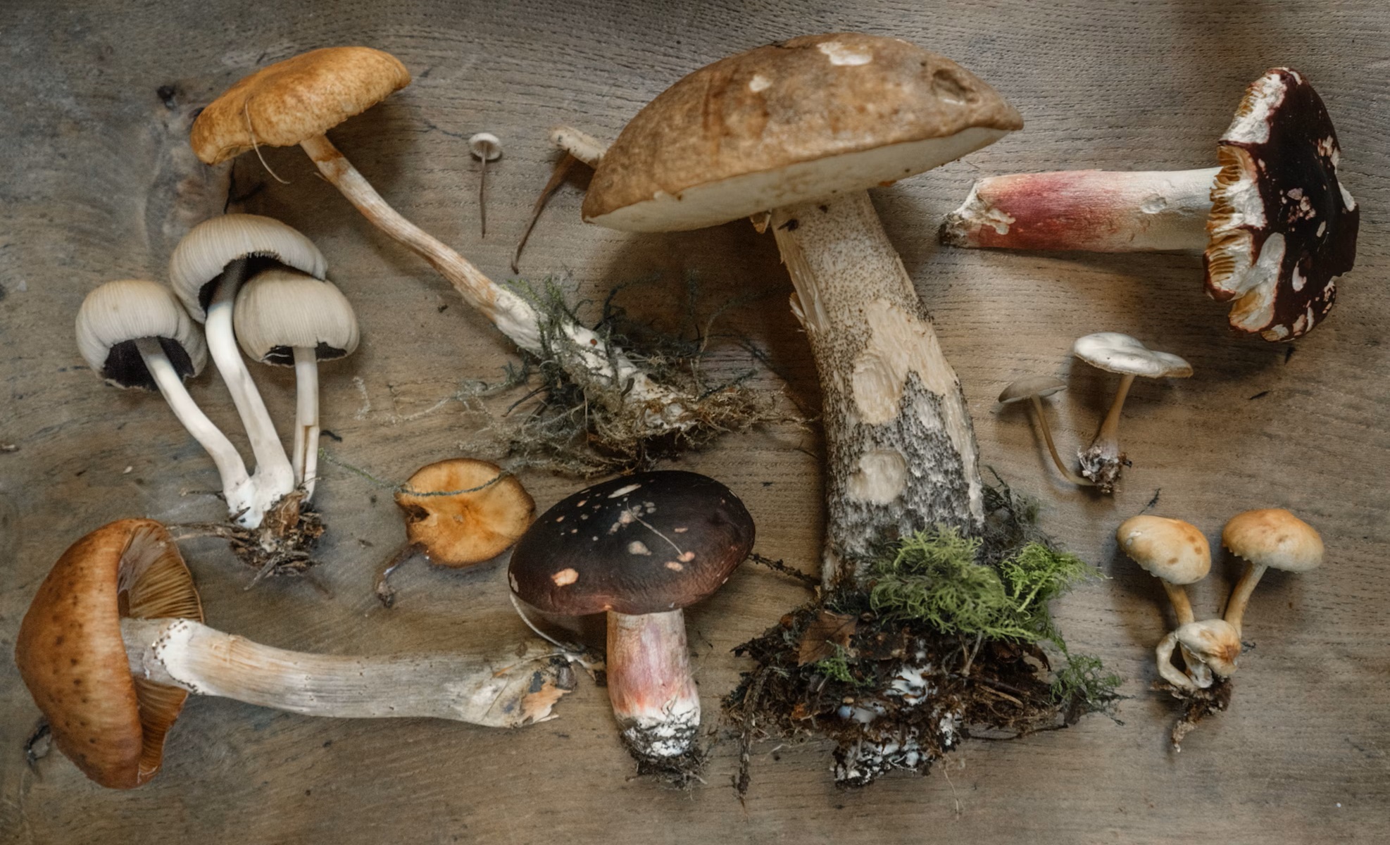 Different Types of Psilocybin Mushrooms