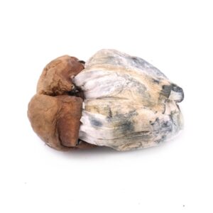 HILLBILLY PUMPKIN ~ MAGIC MUSHROOMS