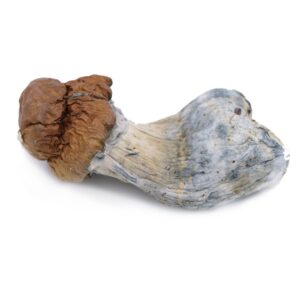 KING KONG ~ MAGIC MUSHROOMS