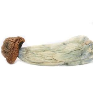 DC MTC ~ MAGIC MUSHROOMS