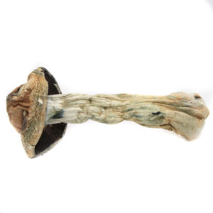 GC THRASHER ~ MAGIC MUSHROOMS