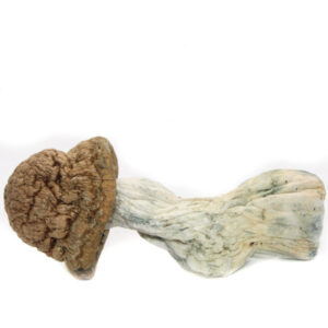 MC GORILLA ~ MAGIC MUSHROOMS